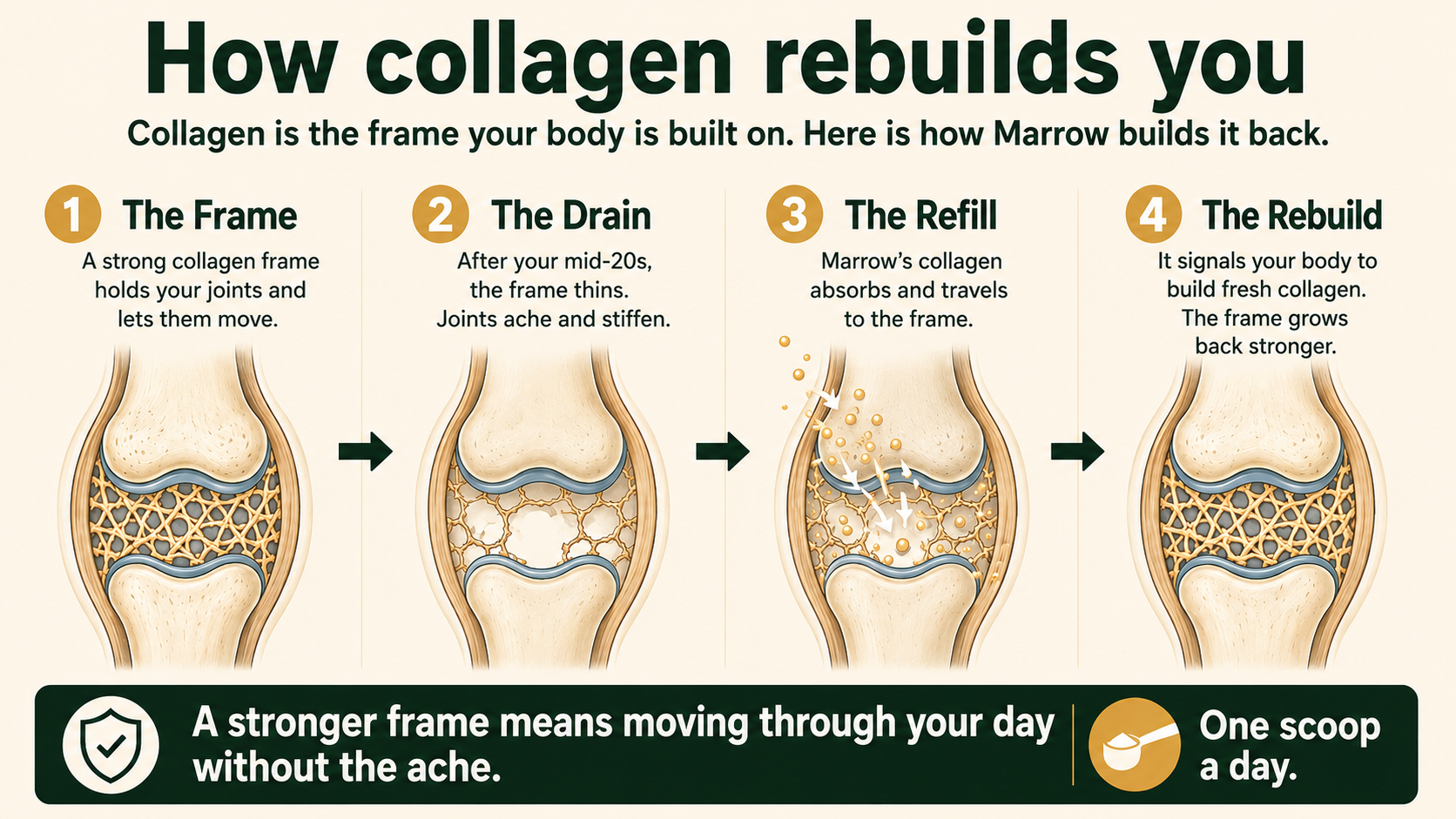 How collagen rebuilds you